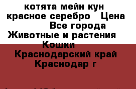 котята мейн кун, красное серебро › Цена ­ 30 - Все города Животные и растения » Кошки   . Краснодарский край,Краснодар г.